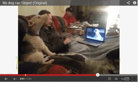 CANE-SKYPE