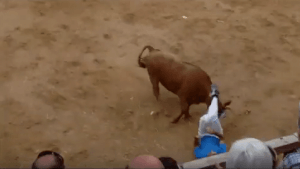 toro 1