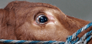 mucca terrorizata