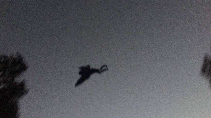 662665d1-107c-49fd-a7ee-c9915ab954f5-large16x9_mothman1