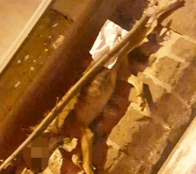 cane impalato