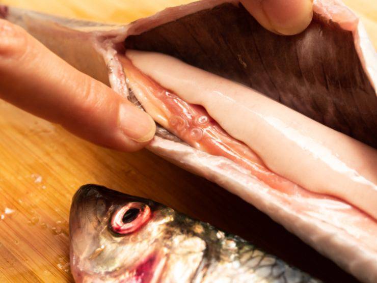 Anisakis nel pesce crudo(Fonte Web)