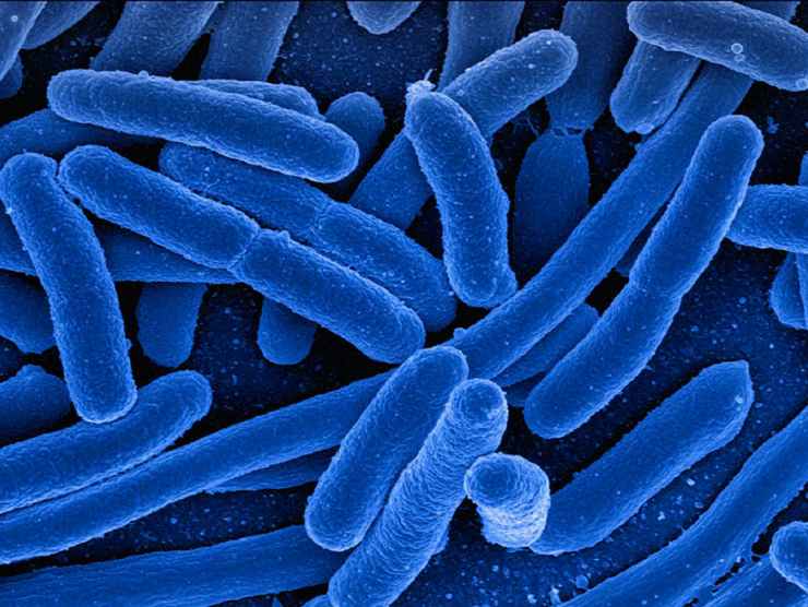 I batteri(Fonte Web)