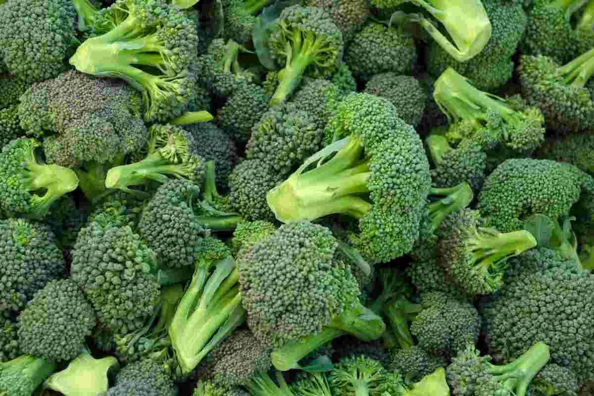 broccoli-web 