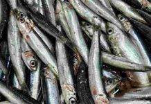 pesce-web