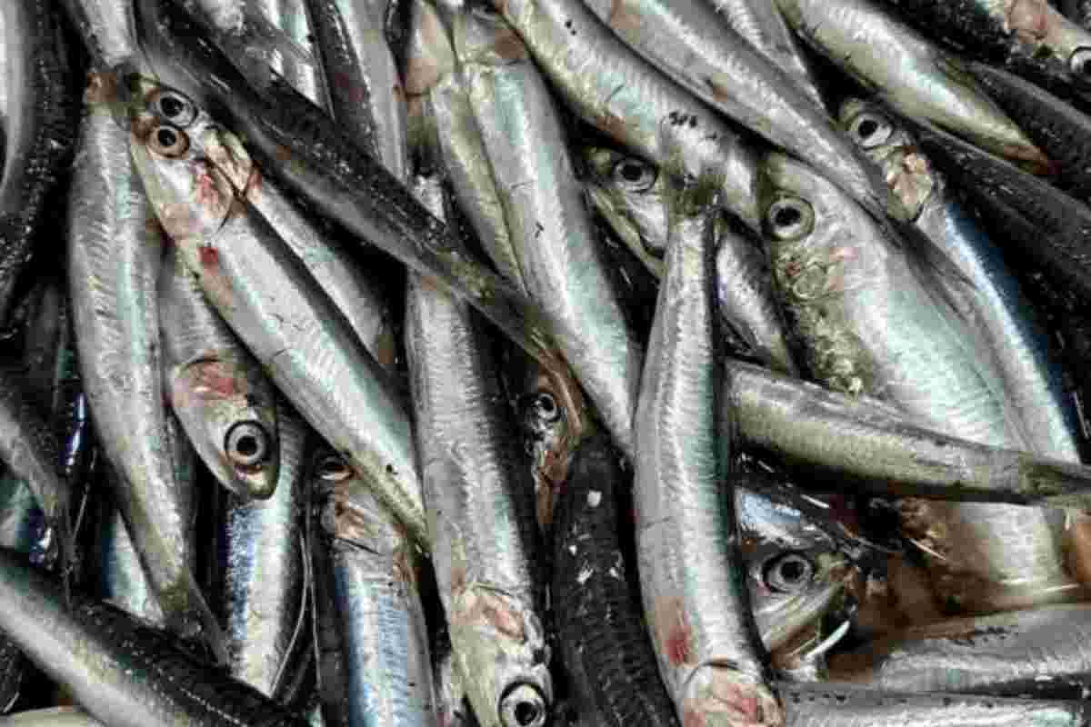 pesce-web