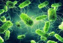 Batterio della Salmonella (Fonte-Web)