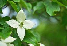 Fiore del frutto non frutto(Fonte web)